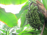 ������Ԣ�ǃ�(n��i)���㽶��(sh��)